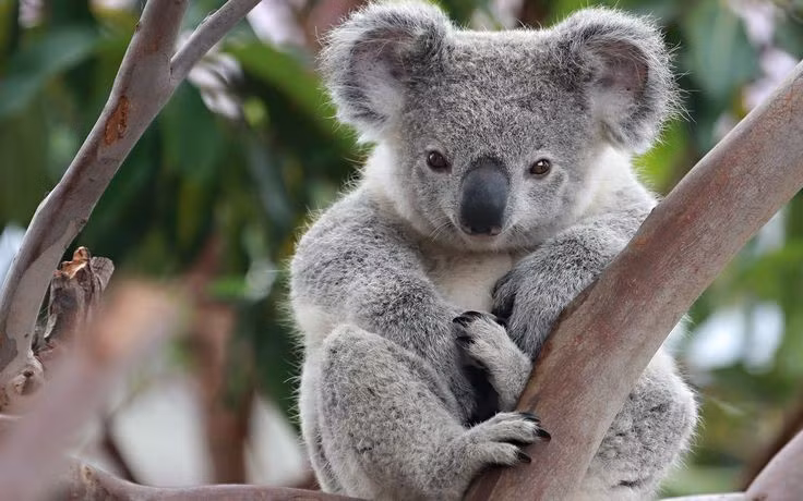  6. Tiếng kêu trầm như bò. Tiếng kêu giao tiếp của koala đực lại rất trầm và ầm vang như tiếng bò rống. Ảnh: Pinterest.
