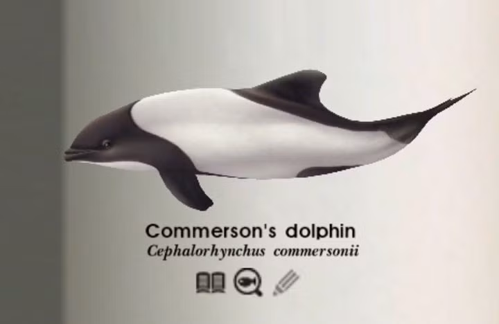  Cá heo Commerson đối mặt với nhiều mối đe dọa từ con người. Ô nhiễm biển, mắc lưới đánh cá và biến đổi khí hậu ảnh hưởng đến nguồn thức ăn đang khiến số lượng loài này suy giảm tại một số khu vực. Ảnh: Pinterest.