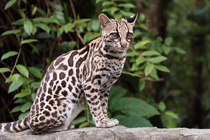  Kích thước nhỏ bằng mèo nhà. Một cá thể mèo đốm Margay trưởng thành dài khoảng 80cm, nặng dưới 4kg, tương đối nhỏ so với nhiều loài mèo hoang dã khác. Ảnh: Pinterest.