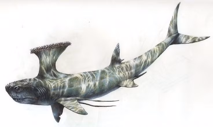  Kích cỡ khiêm tốn. Khác với cá mập khổng lồ ngày nay, Stethacanthus chỉ dài khoảng 2–3 mét, kích thước vừa phải trong thế giới biển cổ đại. Ảnh: Pinterest.