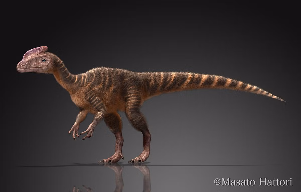 Hóa thạch được phát hiện tại Trung Quốc. Guanlong được tìm thấy ở Tân Cương, Trung Quốc, chứng minh rằng họ khủng long bạo chúa có nguồn gốc châu Á trước khi lan sang các châu lục khác. Ảnh: Pinterest.