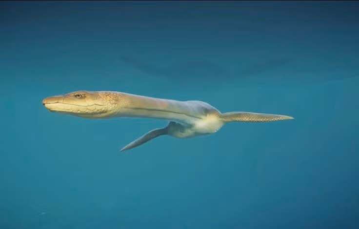  Có chiếc cổ dài kỳ lạ. Cổ của Plesiosaurus có thể chứa hơn 40 đốt sống, dài gần bằng nửa thân. Ảnh: Pinterest.