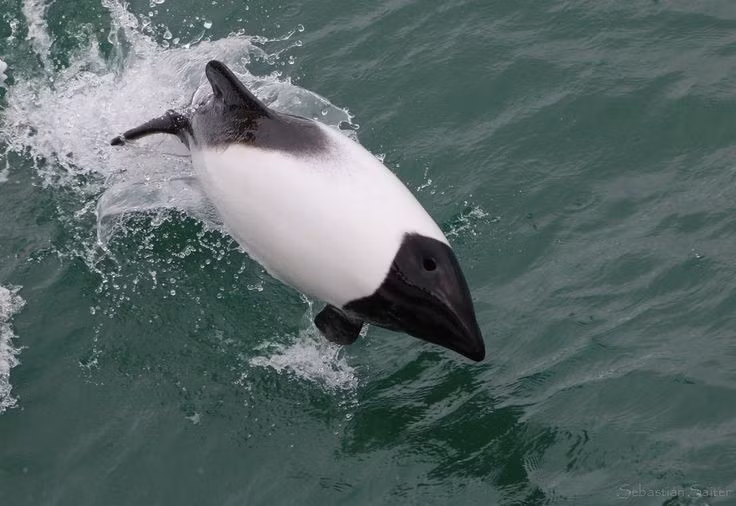  Loài cá heo này sinh sống chủ yếu ở vùng biển lạnh cận Nam Cực. Cephalorhynchus commersonii phân bố quanh Patagonia, eo biển Magellan, quần đảo Falkland và vùng ven biển phía Nam Chile, Argentina – nơi có nhiệt độ nước thấp quanh năm. Ảnh: Pinterest.