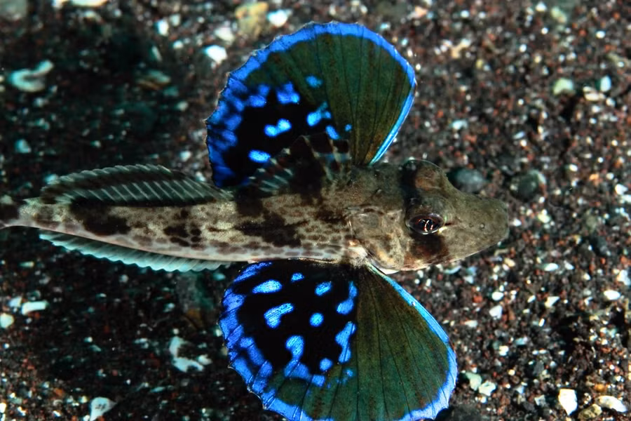 Cận cảnh con cá chào mào Red Gurnard dưới đáy biển.