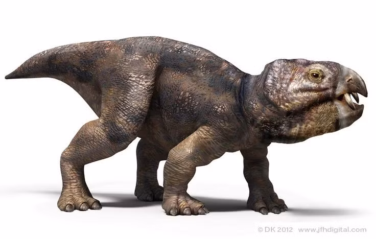 Placerias không phải khủng long hoặc bò sát. Chúng thuộc một nhóm riêng biệt gọi là synapsid, có họ hàng gần với động vật có vú hiện đại hơn là thằn lằn. Ảnh: Pinterest.