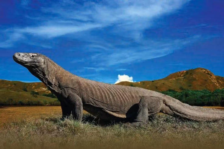  Là nơi duy nhất có rồng Komodo hoang dã. Chúng sống trên các đảo Komodo, Rinca và một phần Flores. Ảnh: Pinterest.