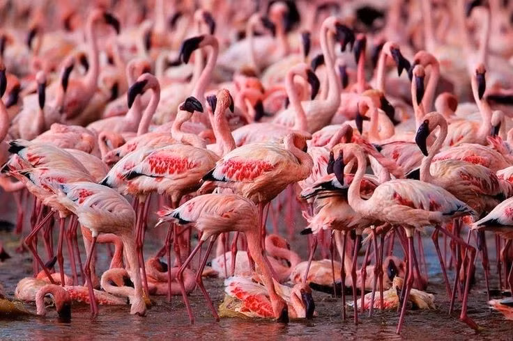  7. Điểm du lịch nổi tiếng. Hồ Nakuru là một trong những điểm đến du lịch sinh thái hàng đầu ở Kenya, thu hút hàng chục nghìn du khách quốc tế mỗi năm. Ảnh: Pinterest.