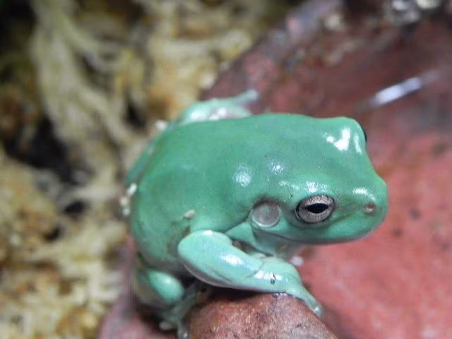  Khả năng leo trèo nhờ đĩa bám lớn. Các ngón chân của Litoria caerulea có đĩa bám phát triển mạnh, giúp chúng bám chắc trên kính, tường nhẵn và lá cây, ngay cả trong điều kiện ẩm ướt. Ảnh: Pinterest.