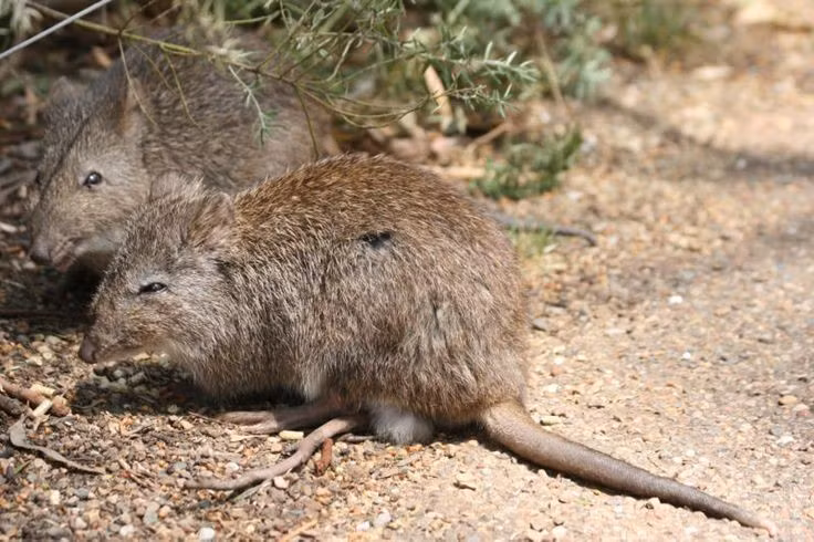  Là họ hàng gần của kangaroo và wallaby. Potoroo nằm trên cùng nhánh tiến hóa với kangaroo nhưng có kích thước nhỏ hơn nhiều và lối sống thầm lặng, ít được con người chú ý. Ảnh: Pinterest.