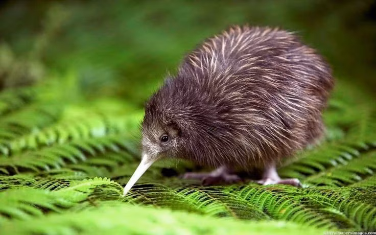 Quê hương của loài chim kiwi. Nhiều loài chim đặc hữu, trong đó có kiwi, sinh sống trong vùng rừng rậm nguyên sinh của vườn quốc gia Te Wahipounamu. Ảnh: Pinterest.