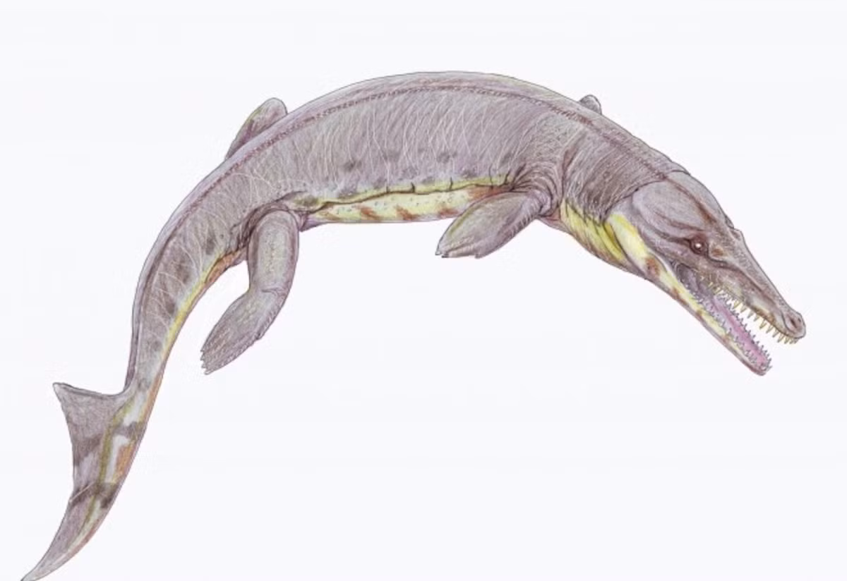  Chi trước biến đổi thành vây bơi. Chân của Geosaurus không còn dùng để đi lại trên cạn mà tiến hóa thành mái chèo. Ảnh: natgeofe.com.