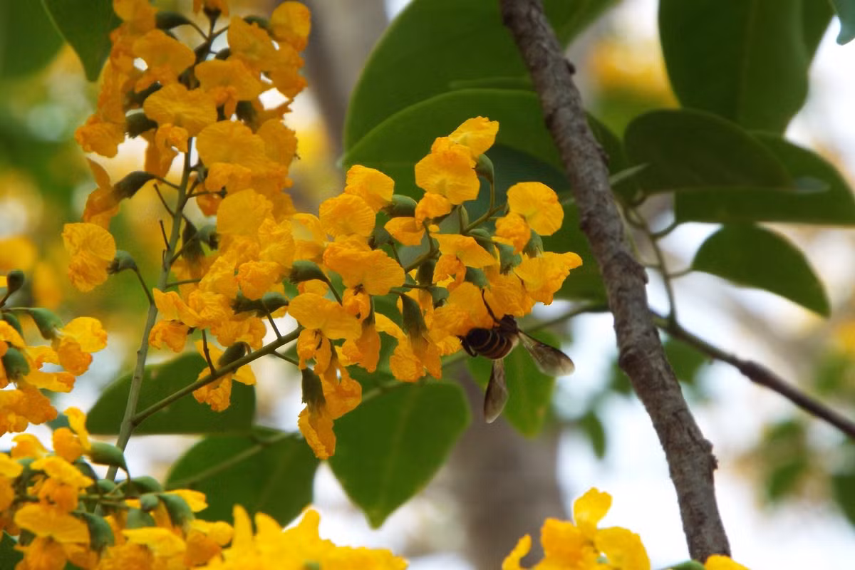  2. Giáng hương (Pterocarpus macrocarpus). Giá trị: Gỗ quý, có màu vàng óng, vân đẹp và mùi thơm nhẹ, dùng làm đồ gỗ cao cấp. Tình trạng: Suy giảm mạnh, cần bảo tồn. Ảnh: botanyvn.com.