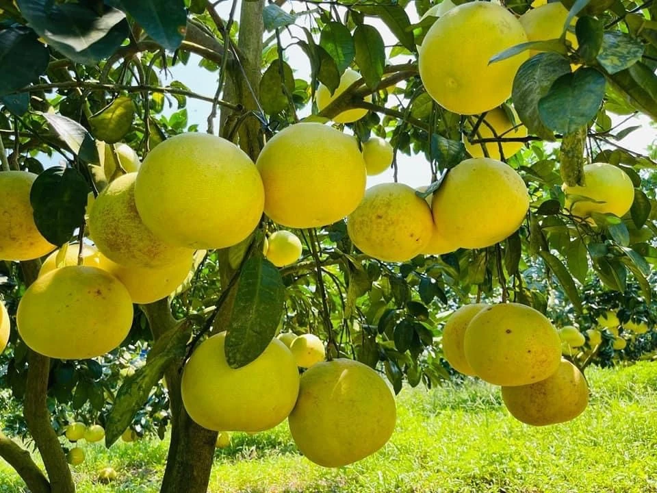 Thủ phủ bưởi rộn ràng vào mùa thu hoạch