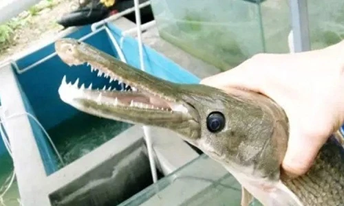 Bắt được thủy quái mình cá, mõm cá sấu kỳ dị