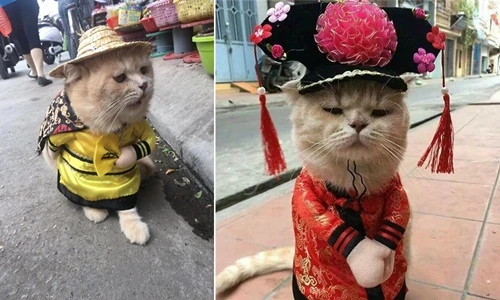 Gặp chú mèo “hoàng thượng” VN nổi tiếng thế giới