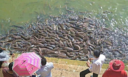 "Dụi đỏ mắt" với hình ảnh ấn tượng khó tin nhưng có thật 
