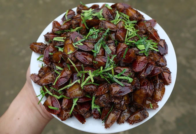 Kinh dị món đặc sản từ loài côn trùng vừa hôi vừa có thể gây mù lòa