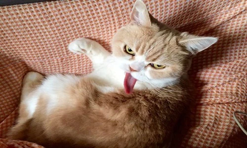 Gặp chú mèo cau có nhất Nhật Bản ai cũng mê