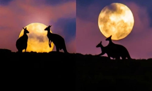 Kangaroo “mây mưa” cực lãng mạn dưới ánh trăng