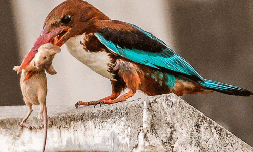 Chim bói cá đổi khẩu vị săn giết chuột đầy kinh hoàng