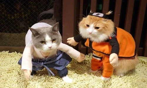 Chết mê mèo đáng yêu cosplay Naruto cực chuẩn