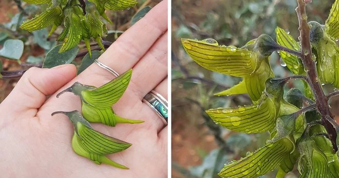 Mê hoặc loài hoa kỳ lạ, giống y con chim ruồi
