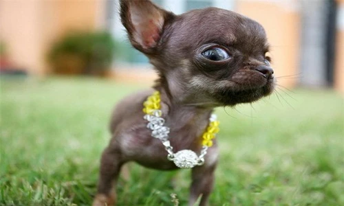 Điểm các giống chó ngốc nghếch đáng yêu nhất thế giới