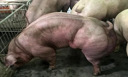 Sự thật kinh hoàng sau những con lợn siêu cơ bắp