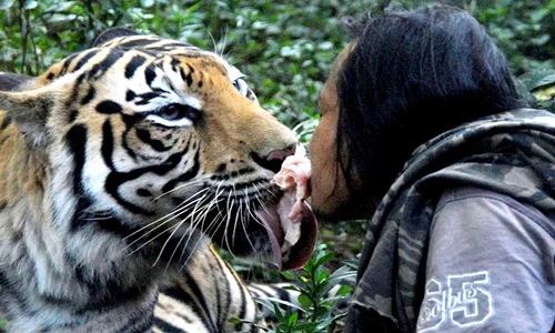 Chuyện lạ hôm nay: Kinh dị chàng trai mớm thịt cho hổ bằng mồm