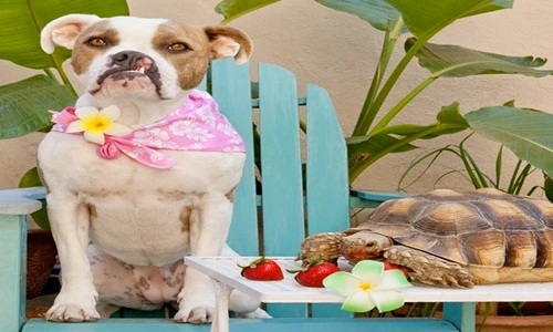 Cái kết có hậu của chú chó sứt môi 