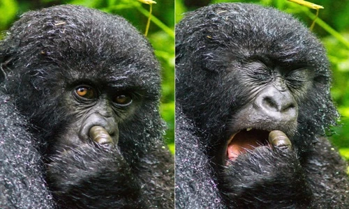 Những hình ảnh hiếm thấy về khỉ đột núi Rwanda