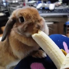 Ngắm loài thỏ siêu đáng yêu khi ăn