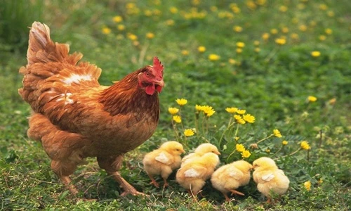  Khám phá kinh ngạc ít ai biết về loài gà