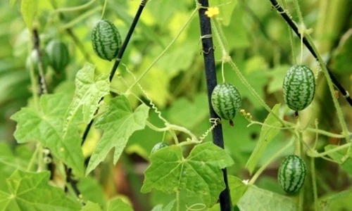 Cận cảnh dưa hấu bé bằng ngón tay cái, ai nhìn cũng muốn thử