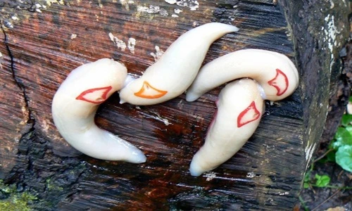Loài sên tam giác đỏ kỳ lạ nhất thế giới