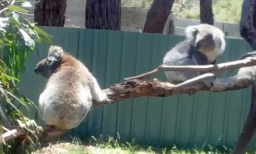 Gấu koala đáng yêu tranh nhau chỗ tắm nắng