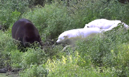Kịch tính sói trắng đụng độ gấu tranh giành thức ăn
