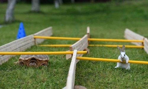 Kịch tính cuộc đua giữa thỏ và rùa ngoài đời thực