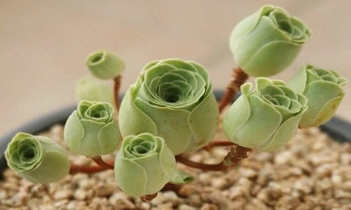 Cực độc thực vật có thể “giả dạng” hoa hồng tuyệt đẹp