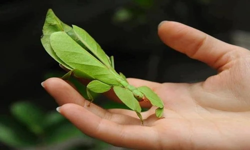Kinh dị những chiêu phòng vệ bá đạo của côn trùng (2)