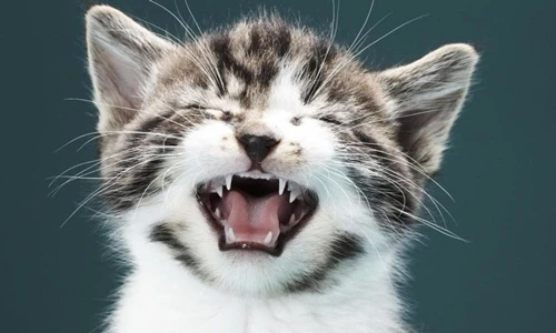 Bạn có biết những điều cực lý thú về động vật này không?