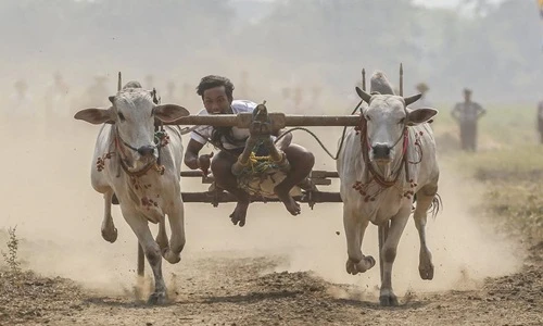 Khiếp đảm cuộc đua bò mạo hiểm ở Myanmar 