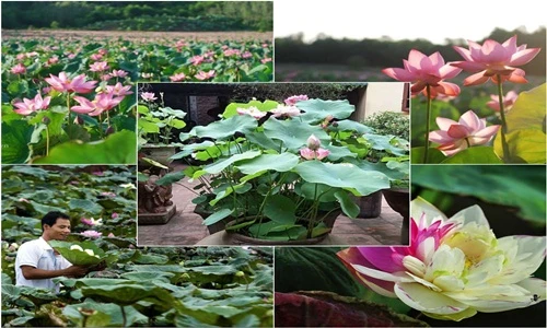 Độc đáo những khu trồng sen “không đụng hàng”