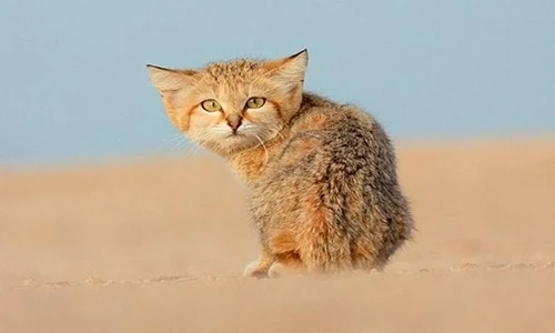 Độc đáo loài mèo mặt ngố siêu đáng yêu