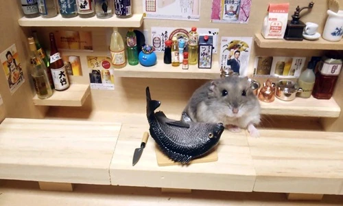 Chết mê chuột hamster đáng yêu trong vai đầu bếp
