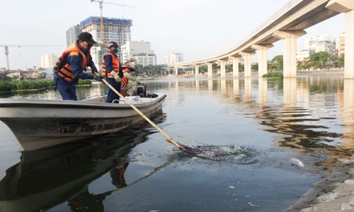Ảnh: Vớt hàng bao tải cá chết, “sơ tán” cá sống ở hồ Hoàng Cầu