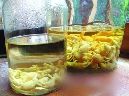 Rượu chuột con, đồ uống kinh dị người vững tim mới dám thử