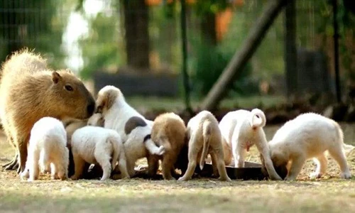 Mẹ chuột lang nước cưu mang cả đàn chó con gây choáng
