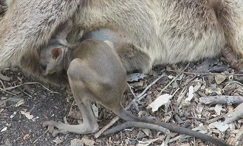 Xót lòng chuột túi Wallaby con lao vào túi mẹ đã chết