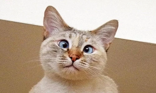Cô mèo mắt lác nổi tiếng vì quá dễ thương